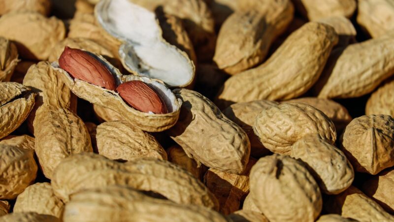 how do blue jays know when i put peanuts out