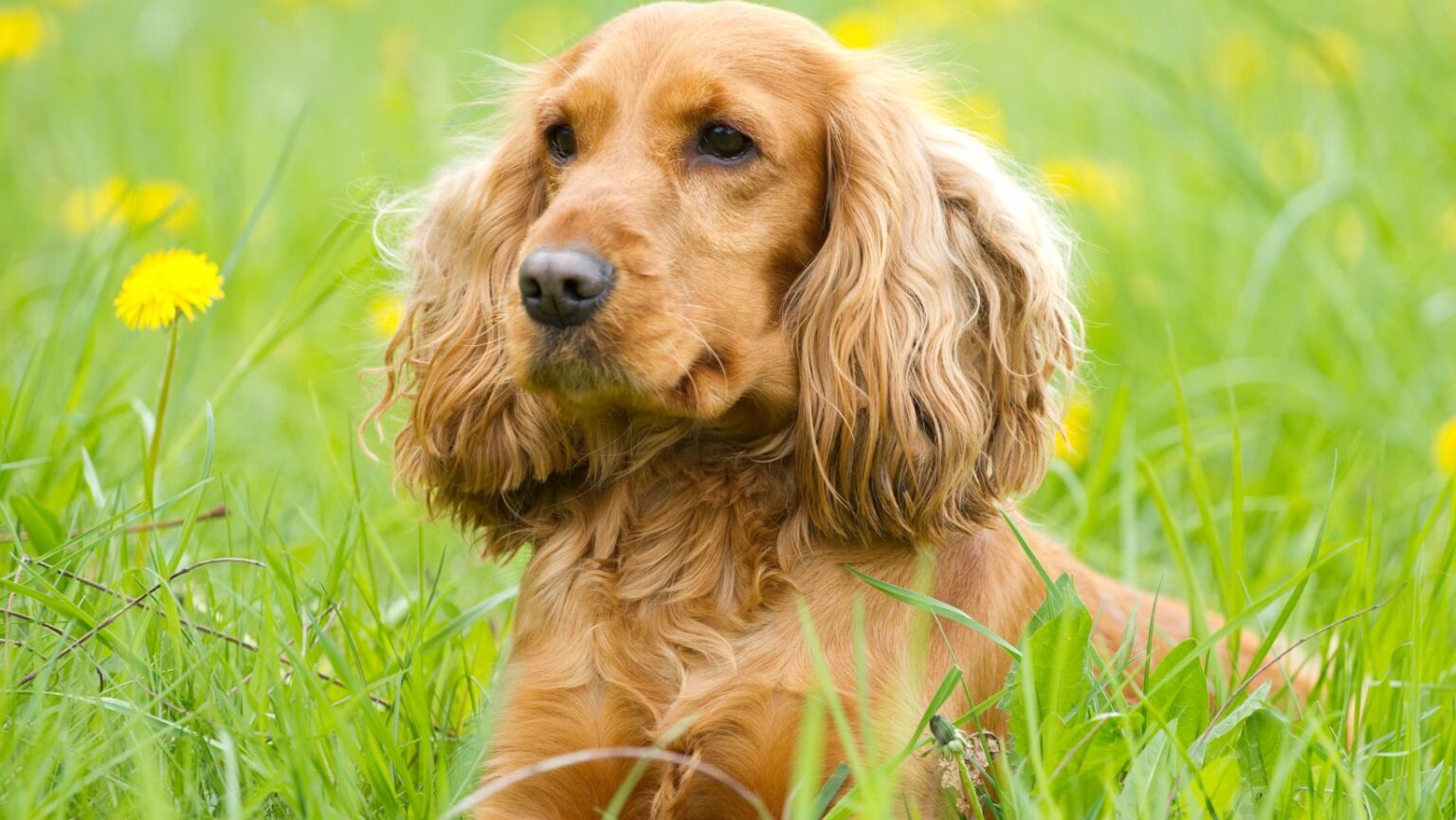 From Animation to Reality Lady And The Tramp Dog Breed Def Startup